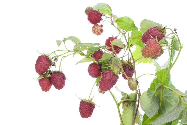 Real raspberry on branches — Stock Photo, Image