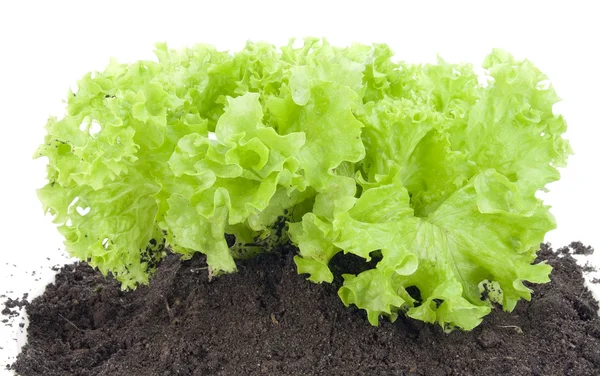 Arbusto verde de salada na cama — Fotografia de Stock