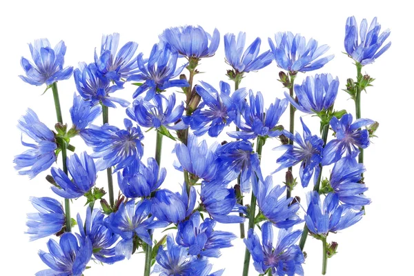 Wild blue cornflower background — Stock Photo, Image
