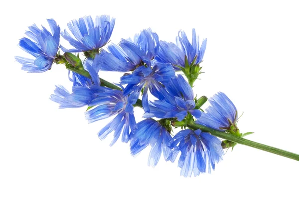 शानदार जंगली नीला मकई फूल — स्टॉक फ़ोटो, इमेज