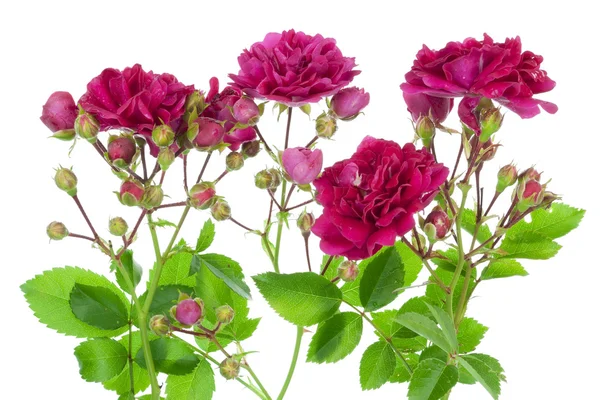 芽のボーダーとピンクのバラ — ストック写真