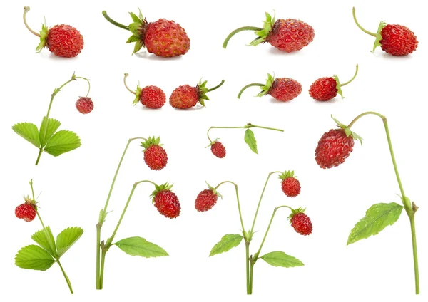Red strawberry berries and bushes set — Stock Photo, Image
