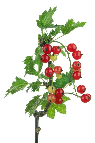 Ribes rosso su ramo isolato — Foto Stock