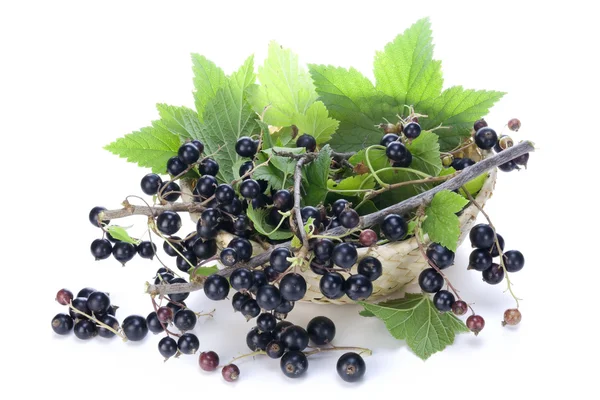 Svarta vinbär grenar i korg — Stockfoto