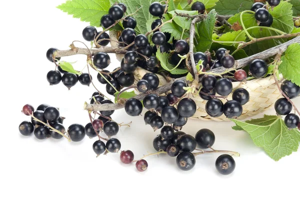 Riktigt svarta vinbär grenar — Stockfoto