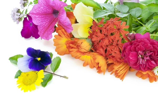 Июльские цветы — стоковое фото
