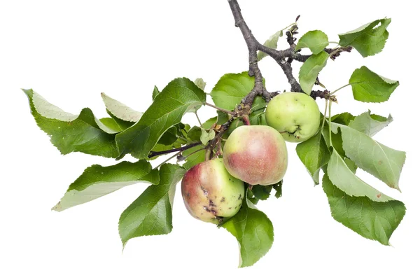 Manzanas verdes reales en una rama con hojas — Foto de Stock
