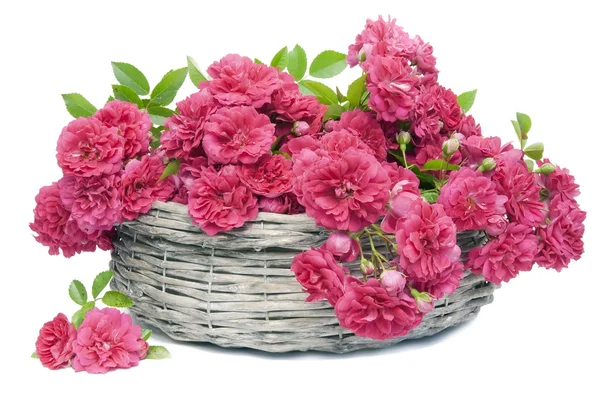 Many pink roses in basket — Stock Photo, Image