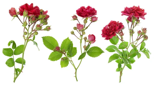 Conjunto de ramos de rosas vermelhas isoladas — Fotografia de Stock