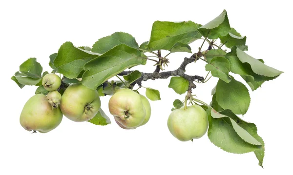 De vraies pommes vertes sur une branche avec des feuilles — Photo