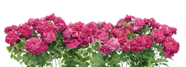 Ροζ τριαντάφυλλα σύνορα κολάζ — Φωτογραφία Αρχείου