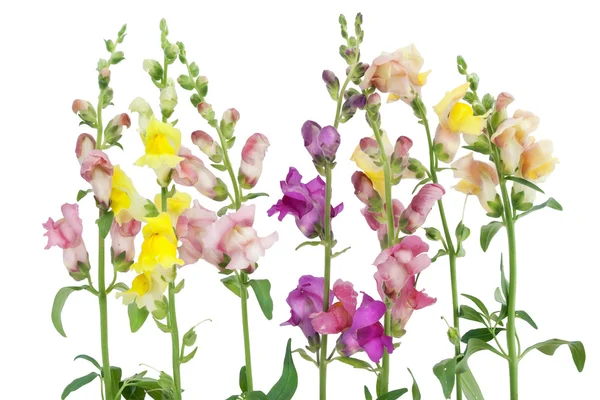 Frontera de flores "Antirrhinum" — Foto de Stock
