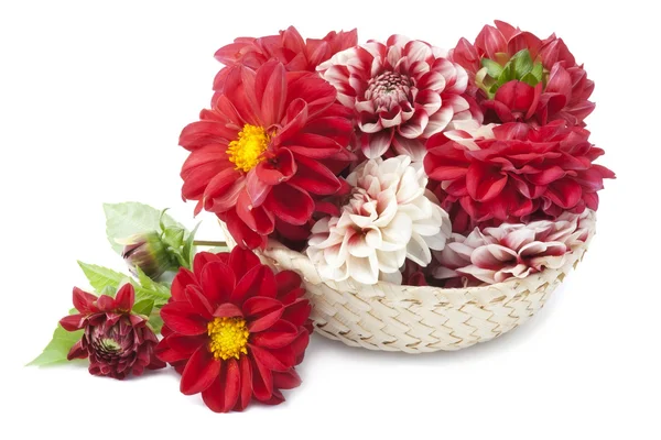 Red dahlias in basket — Stock Photo, Image