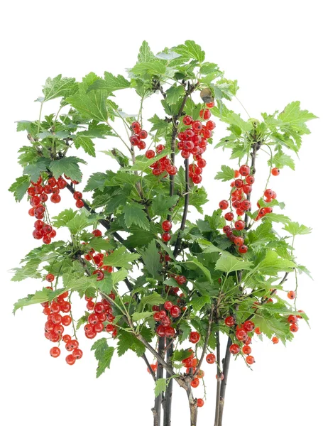 Arbusto de groselha vermelha isolado — Fotografia de Stock