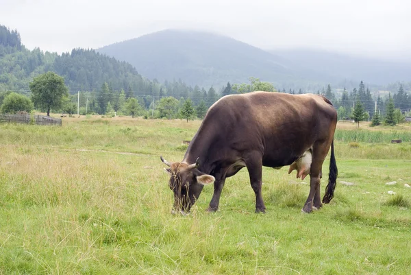 Jovem vaca vermelha come uma grama — Fotografia de Stock
