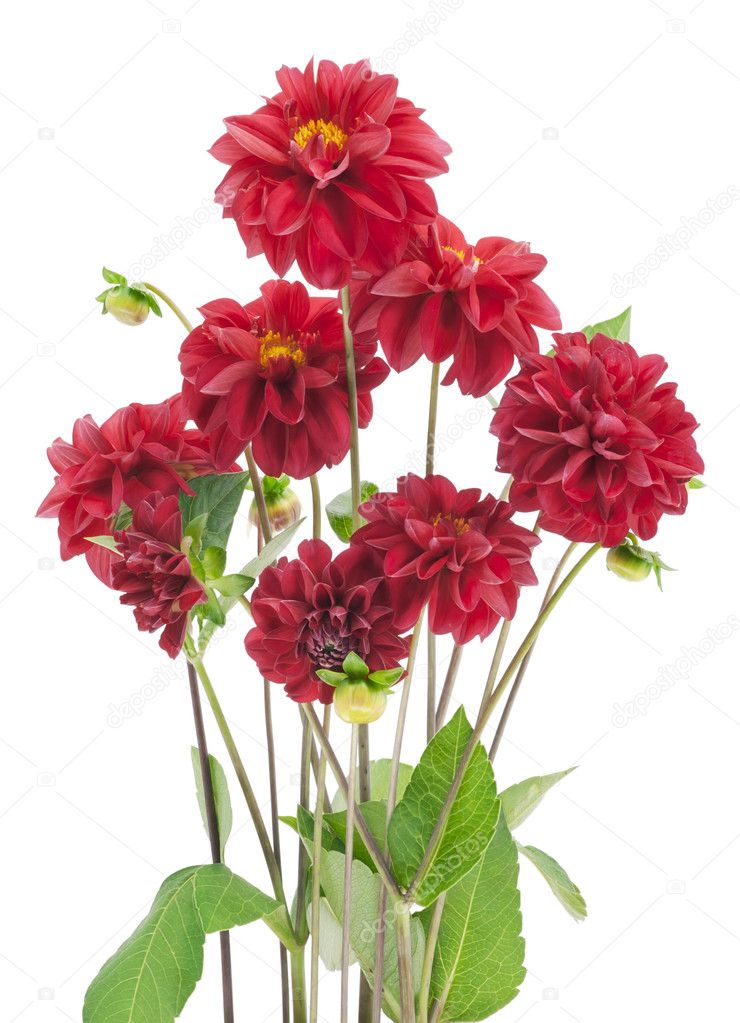 Bush of darkly red dahlias