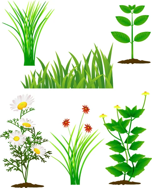 Sammlung von Gras und Blumen — Stockvektor