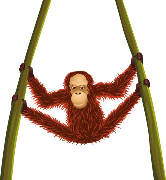 Орангутанг висить на дереві — стоковий вектор