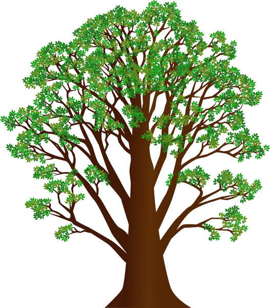 Иллюстрация деревьев