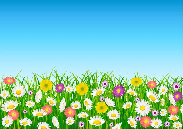 Campo di fiori sfondo — Vettoriale Stock