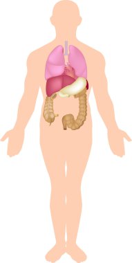 Human anatomy clipart