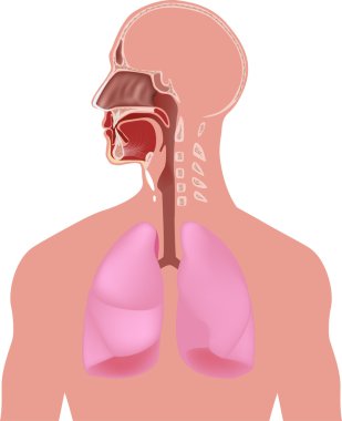 Human lung anatomy clipart