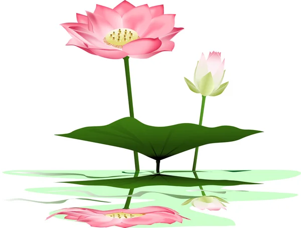 Lotus vecteur — Image vectorielle