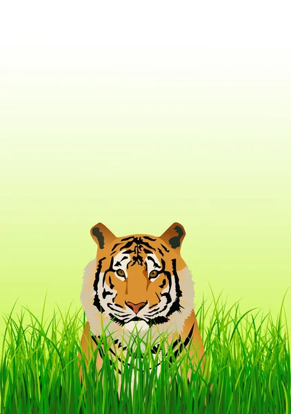 Vettore della tigre — Vettoriale Stock