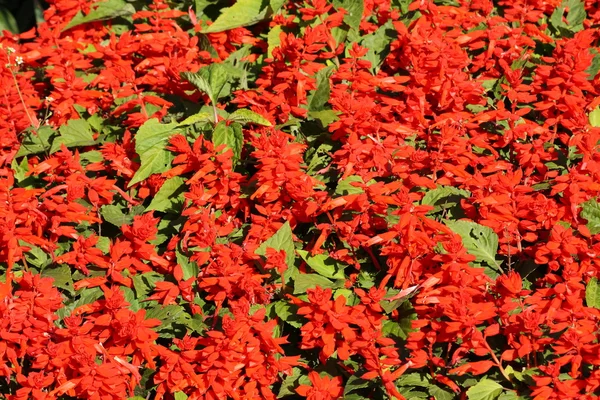 stock image Red flowers.