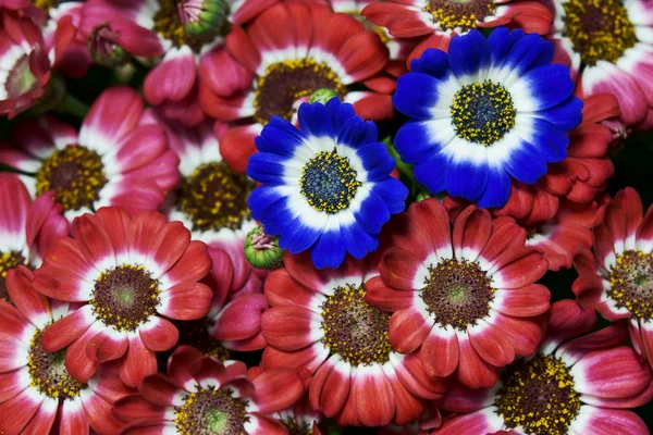 Blume, — Stockfoto