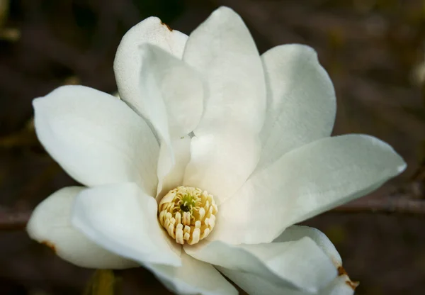 White magnolia, — Stock Photo, Image