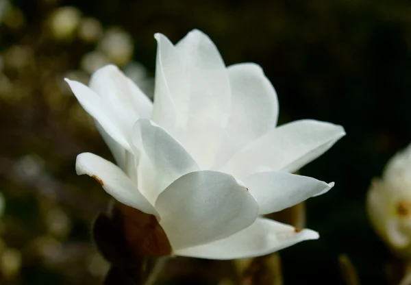 Weiße Magnolie, — Stockfoto