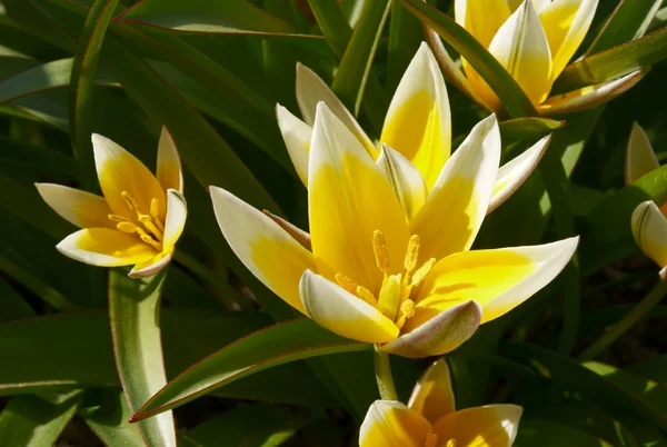 Žluté tulipány, Polsko — Stock fotografie