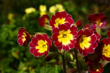 Primula veris