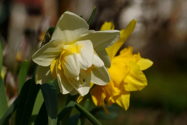 Narcis — Fotografie, imagine de stoc