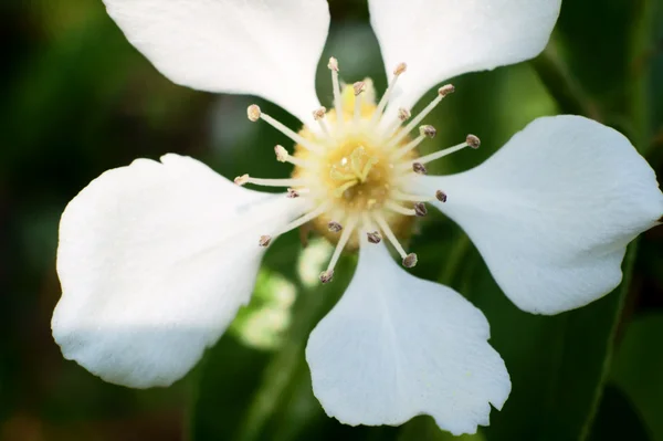 Білі квіти , — стокове фото