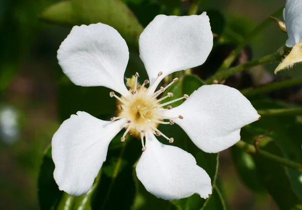 Białe kwiaty, — Zdjęcie stockowe