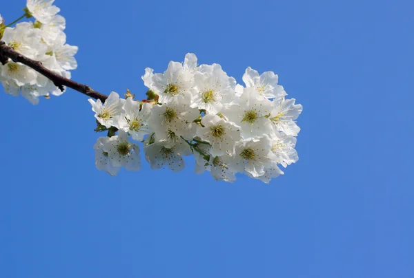 Fehér virágok, — Stock Fotó