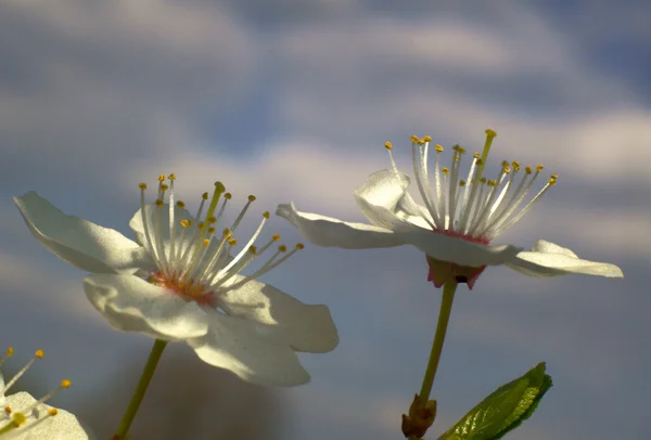 Biały kwiat — Zdjęcie stockowe
