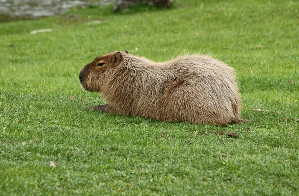 Kapibara у зоопарку — стокове фото