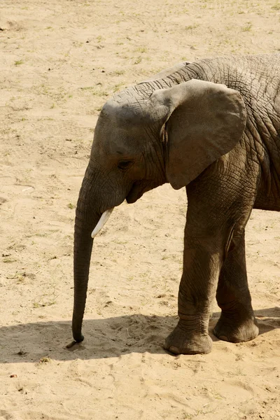 Слон в зоопарке — стоковое фото