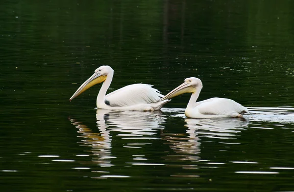 stock image Pelican in zoo