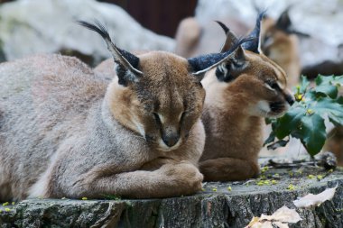 Caracal clipart