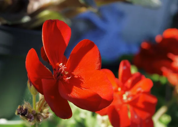 Červený pelargonium — Stock fotografie