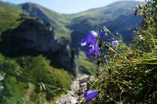 stock image Mountains flower