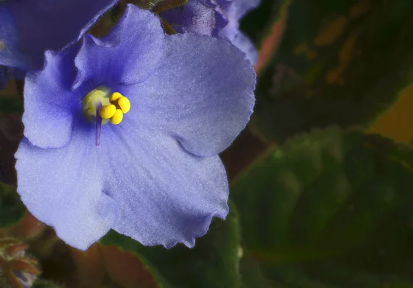 Blume, Viola — Stockfoto