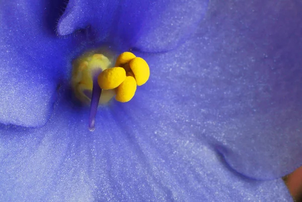 花、ビオラ — ストック写真