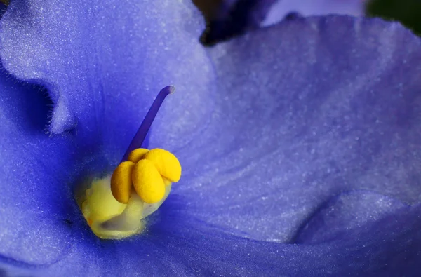 Flor, viola — Foto de Stock