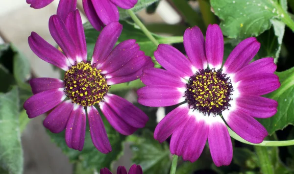 stock image Cineraria