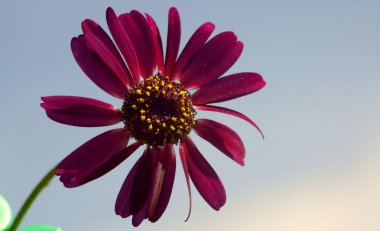 cineraria, çiçek